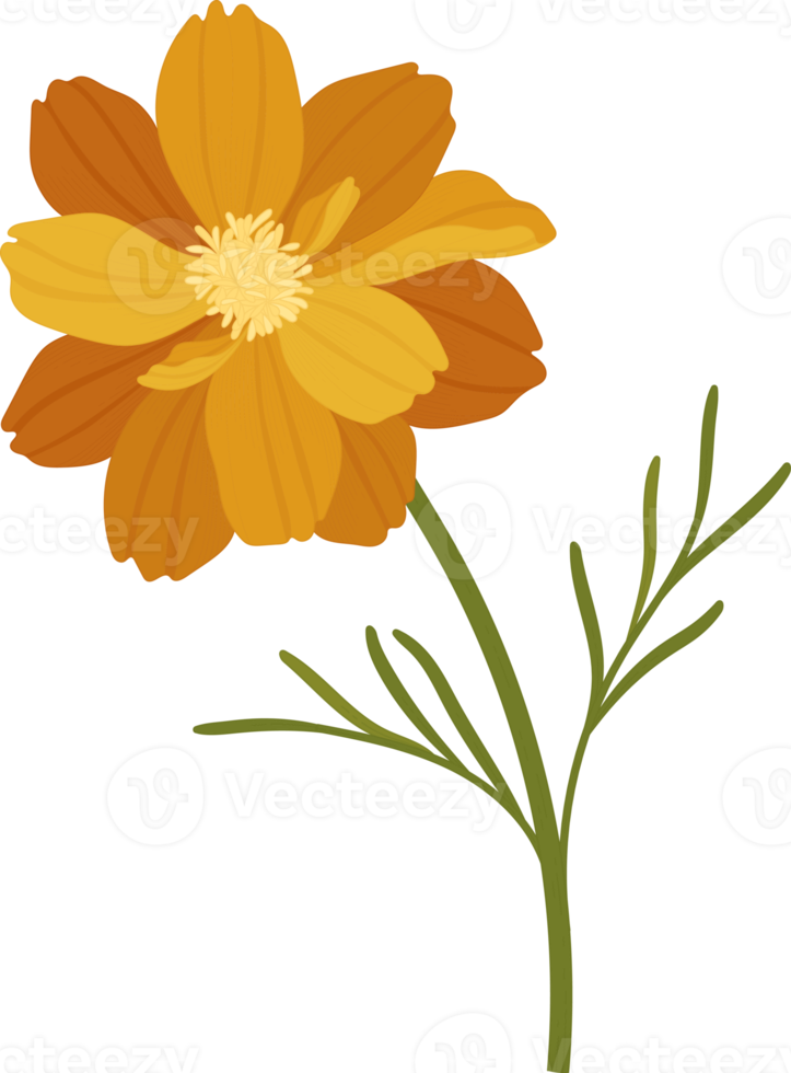 Orange cosmos flower hand drawn illustration. png
