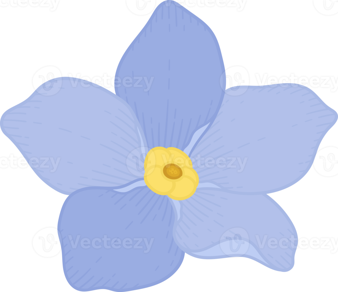 Blue forget me not flower hand drawn illustration. png