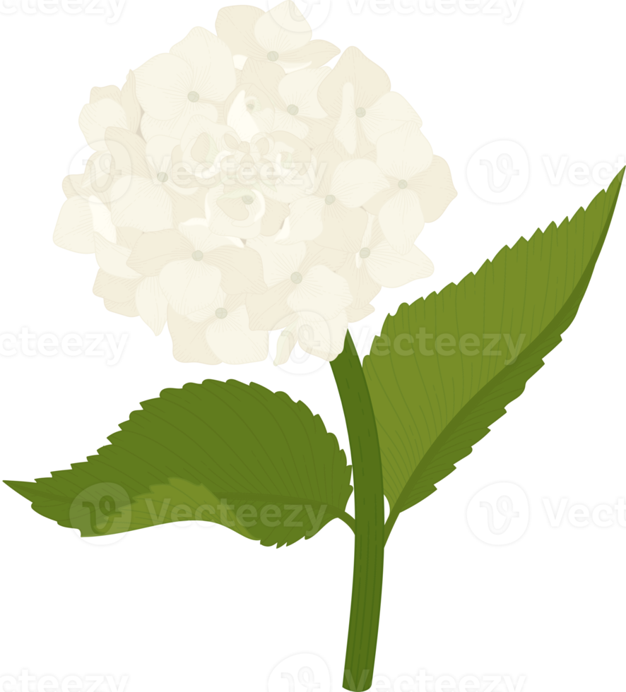 White hydrangea flower illustration. png
