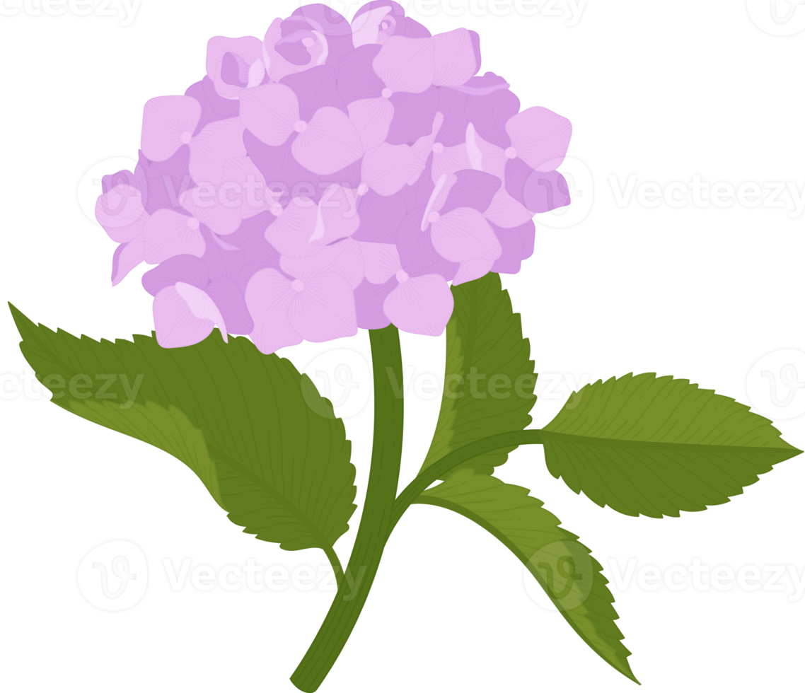 ilustración de flor de hortensia rosa. png