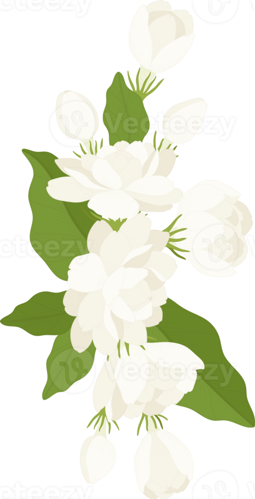 Bouquet of jasmine flower illustration. png