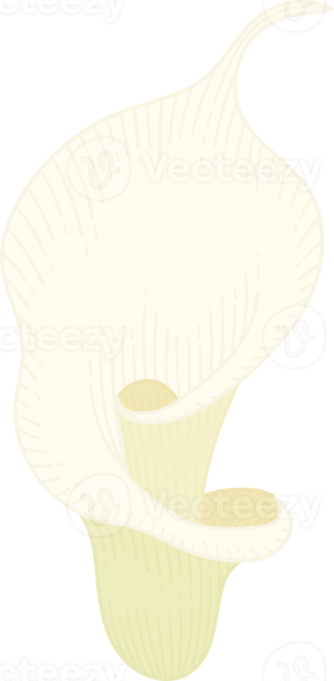 vit calla lilja blomma handritad illustration. png