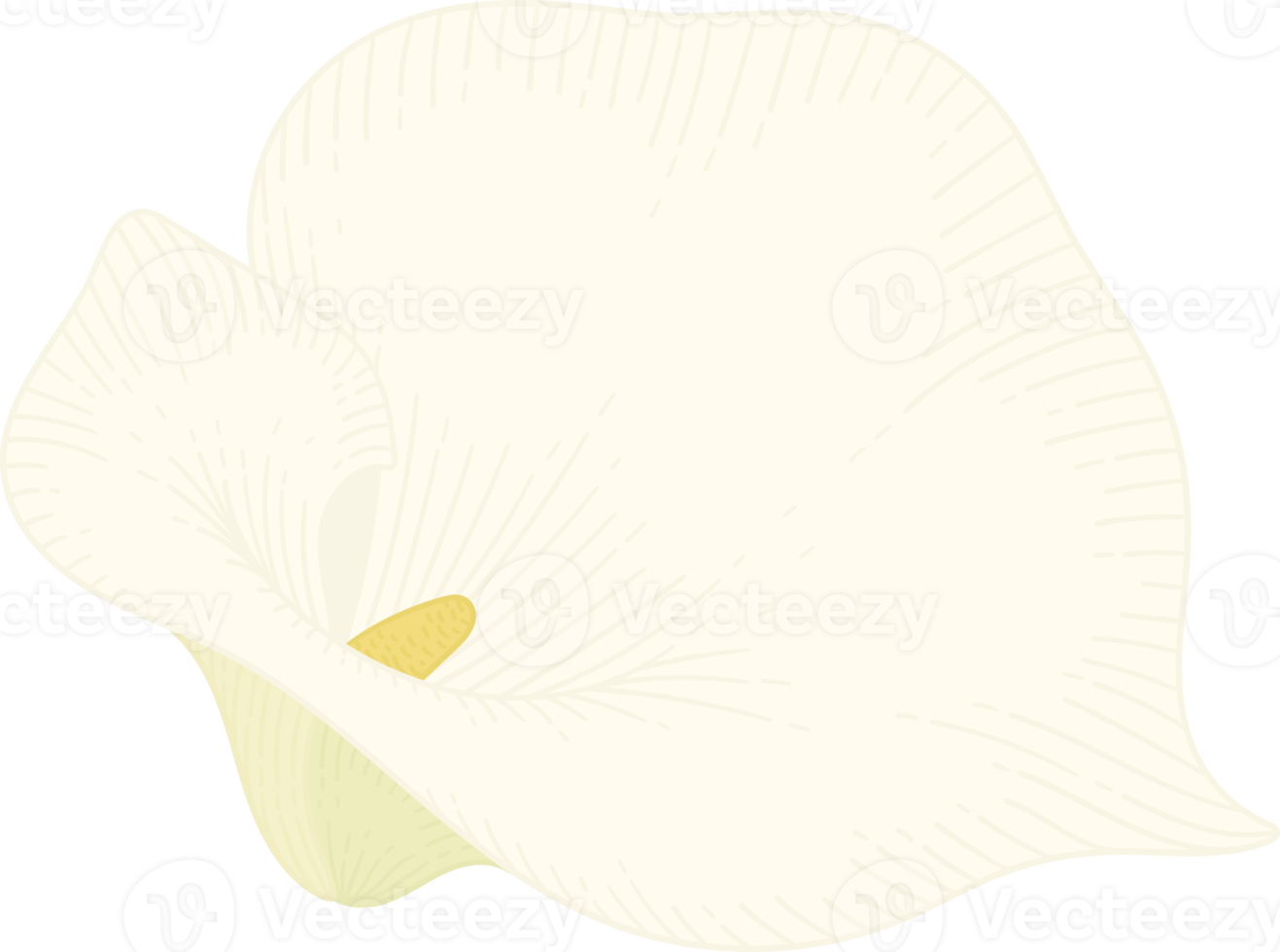 vit calla lilja blomma handritad illustration. png