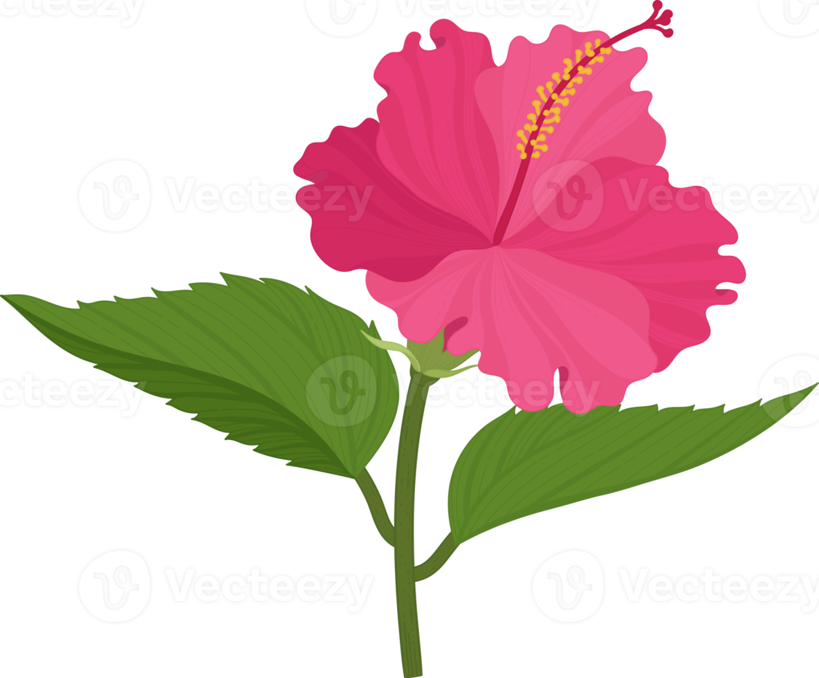 rosa hibiskusblüte handgezeichnete illustration. png