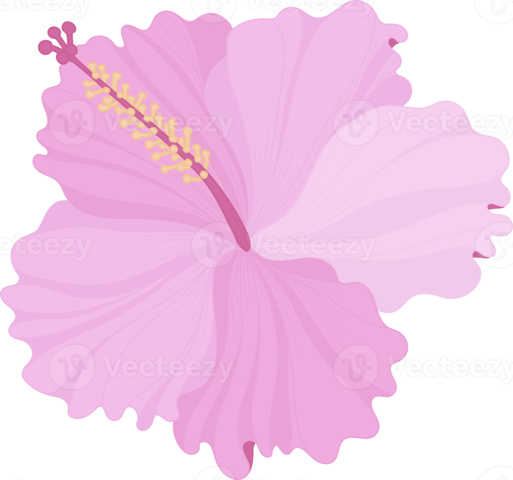 fleur d'hibiscus rose illustration dessinée à la main. png