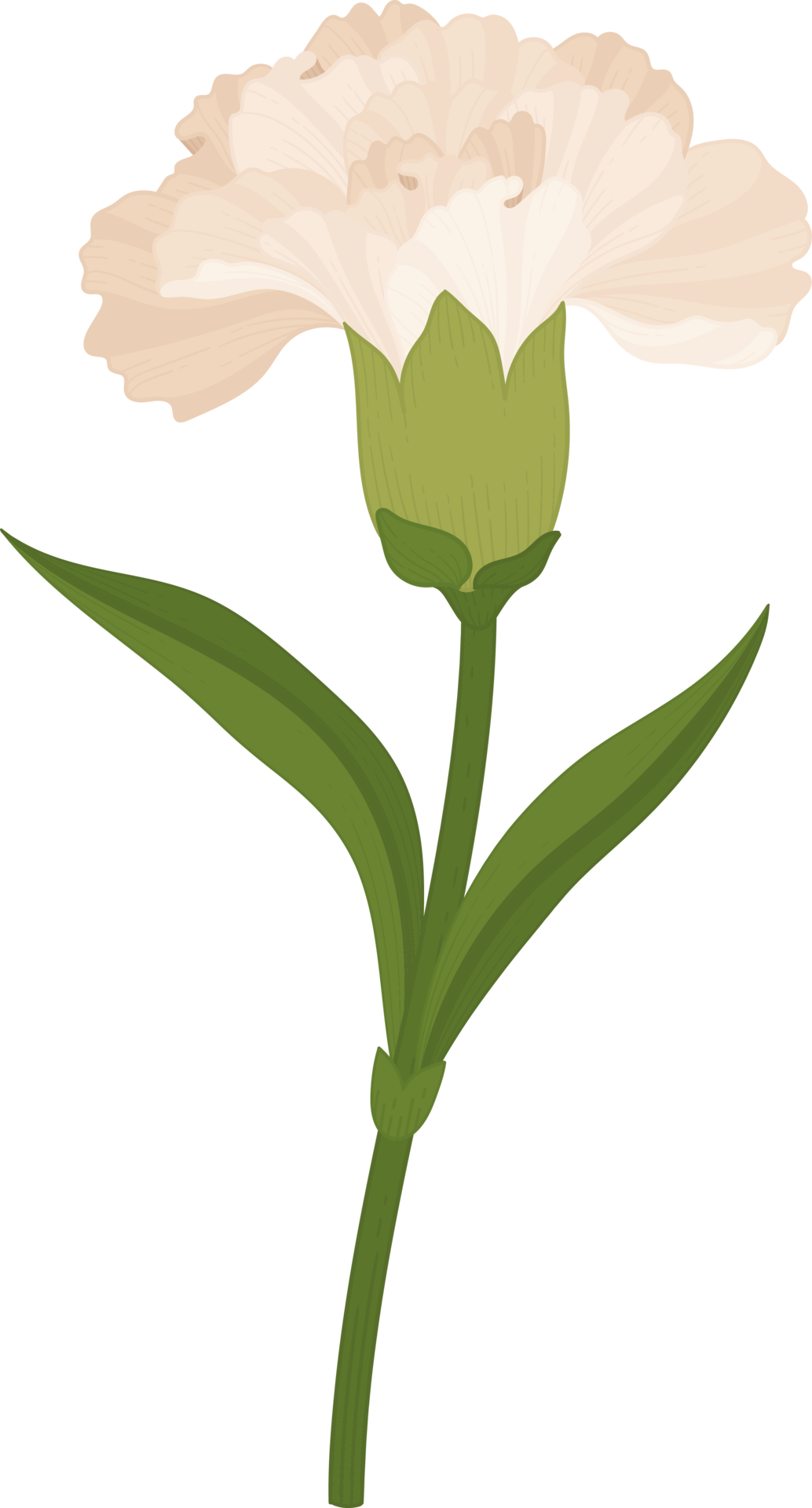 white carnation flower hand drawn illustration. 10170558 PNG