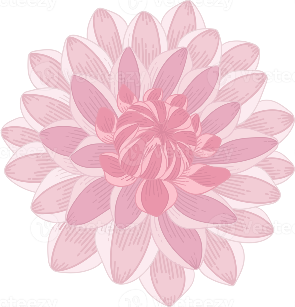 ilustração desenhada de mão rosa dália flor. png