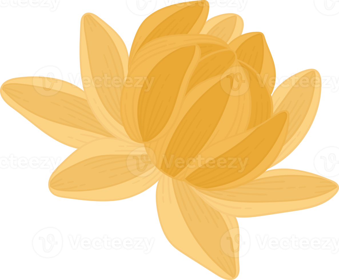 Yellow dahlia flower hand drawn illustration. png