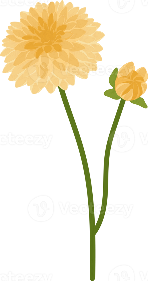 gele dahlia bloem hand getekende illustratie. png