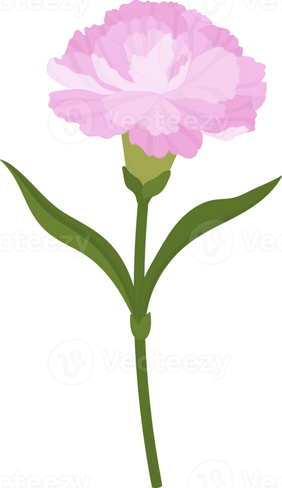 pink carnation flower hand drawn illustration. png