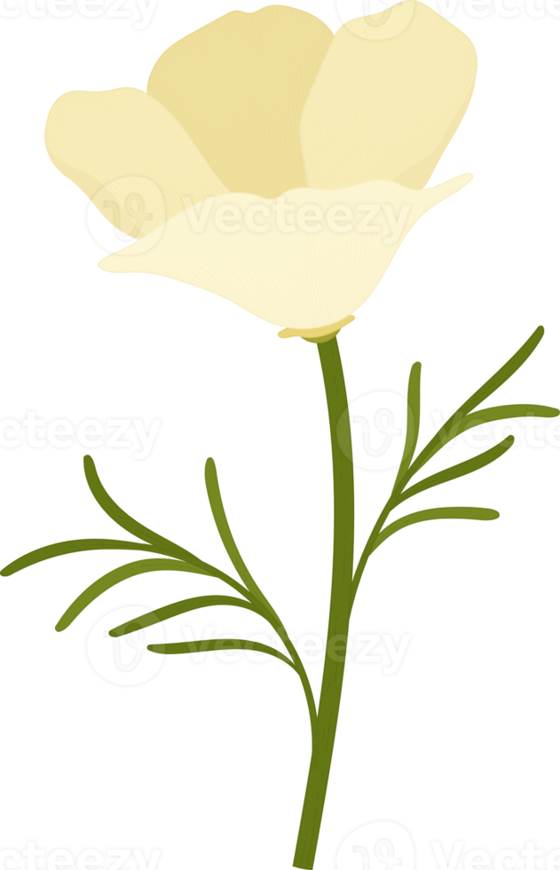 vit Kalifornien vallmo blomma handritad illustration. png