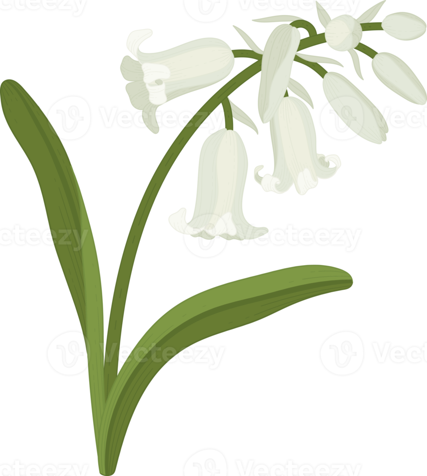 ilustración de dibujado a mano de flor de campanilla. png