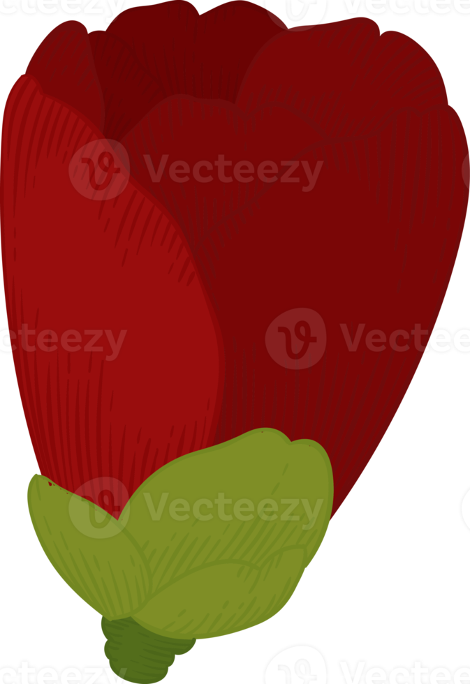 handgezeichnete illustration der roten kamelienblume. png