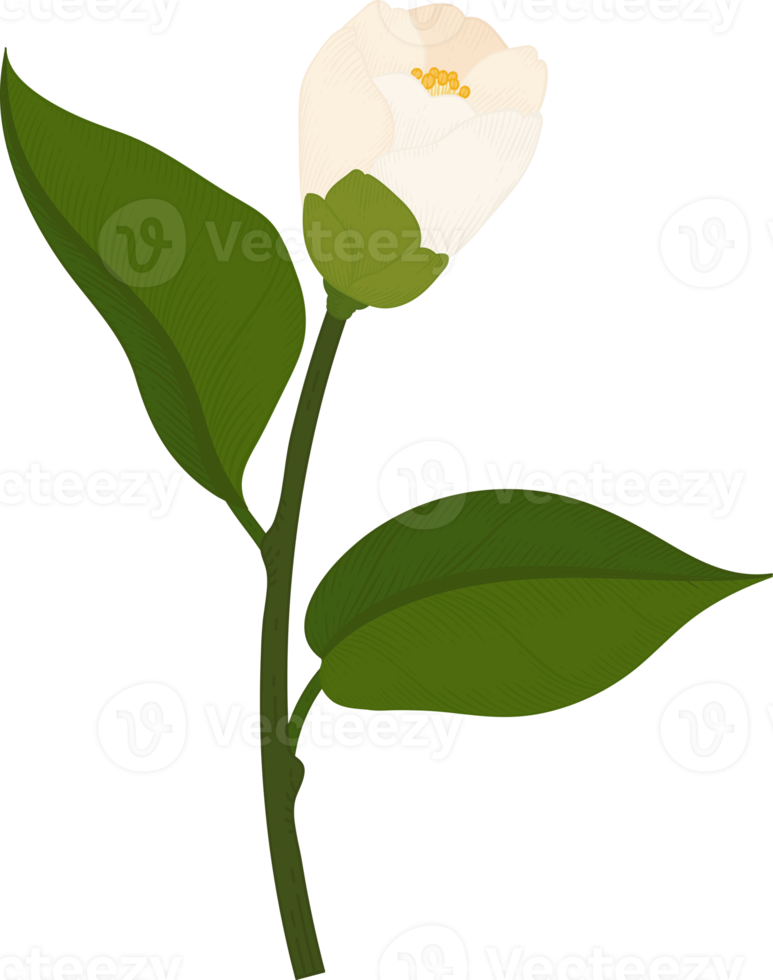 illustrazione disegnata a mano del fiore della camelia bianca. png