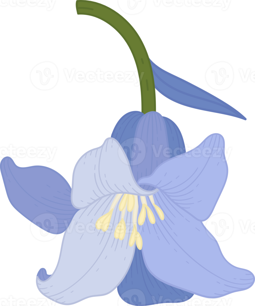 Bluebell flower hand drawn illustration. png