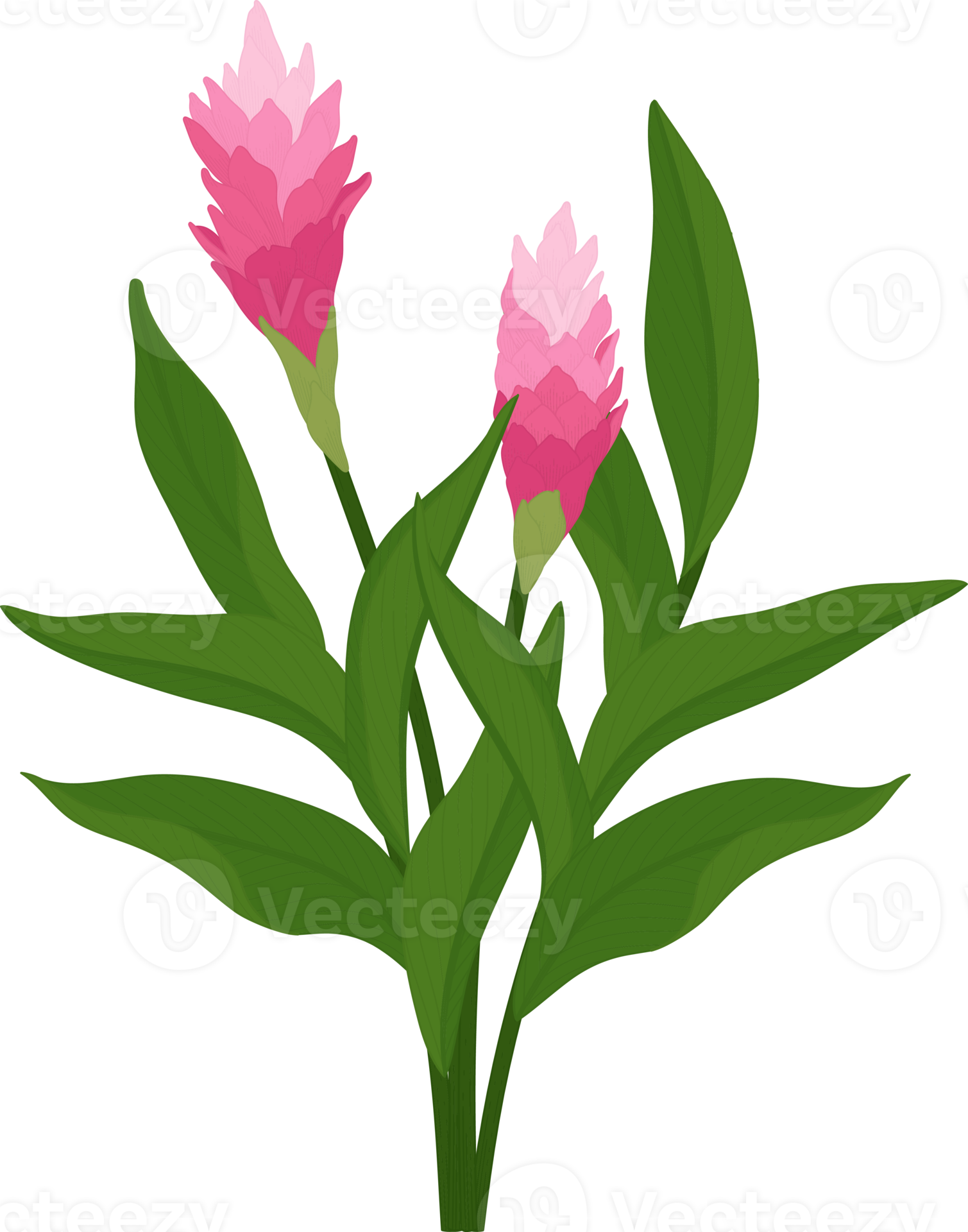 Pink ginger flower hand drawn illustration. 10170666 PNG