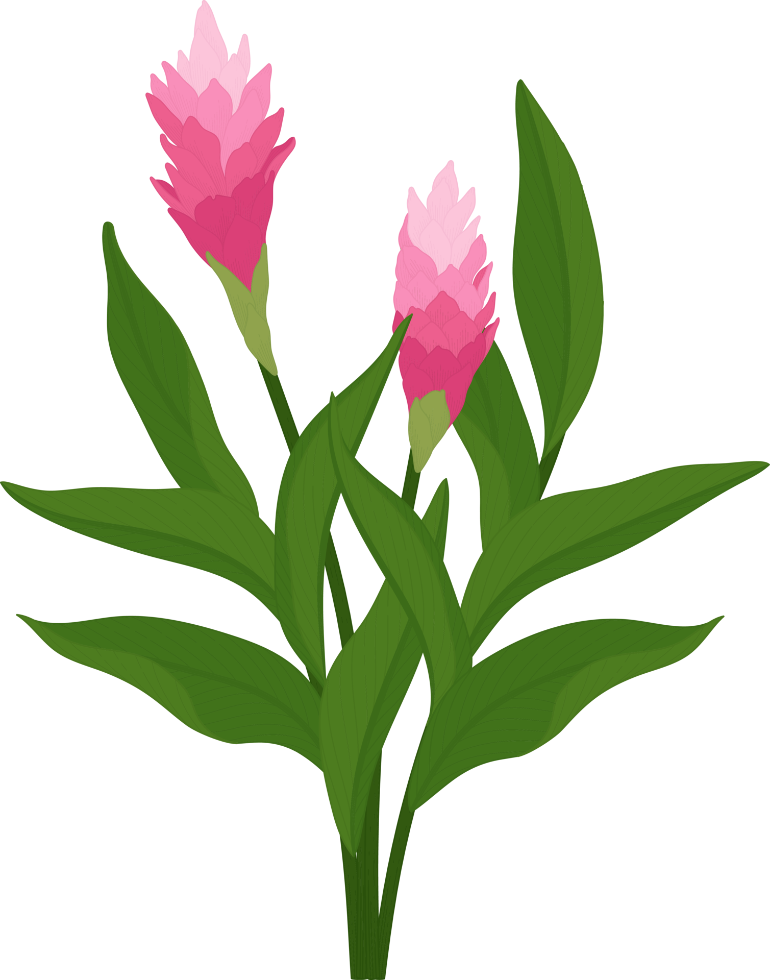 Pink ginger flower hand drawn illustration. 10170666 PNG