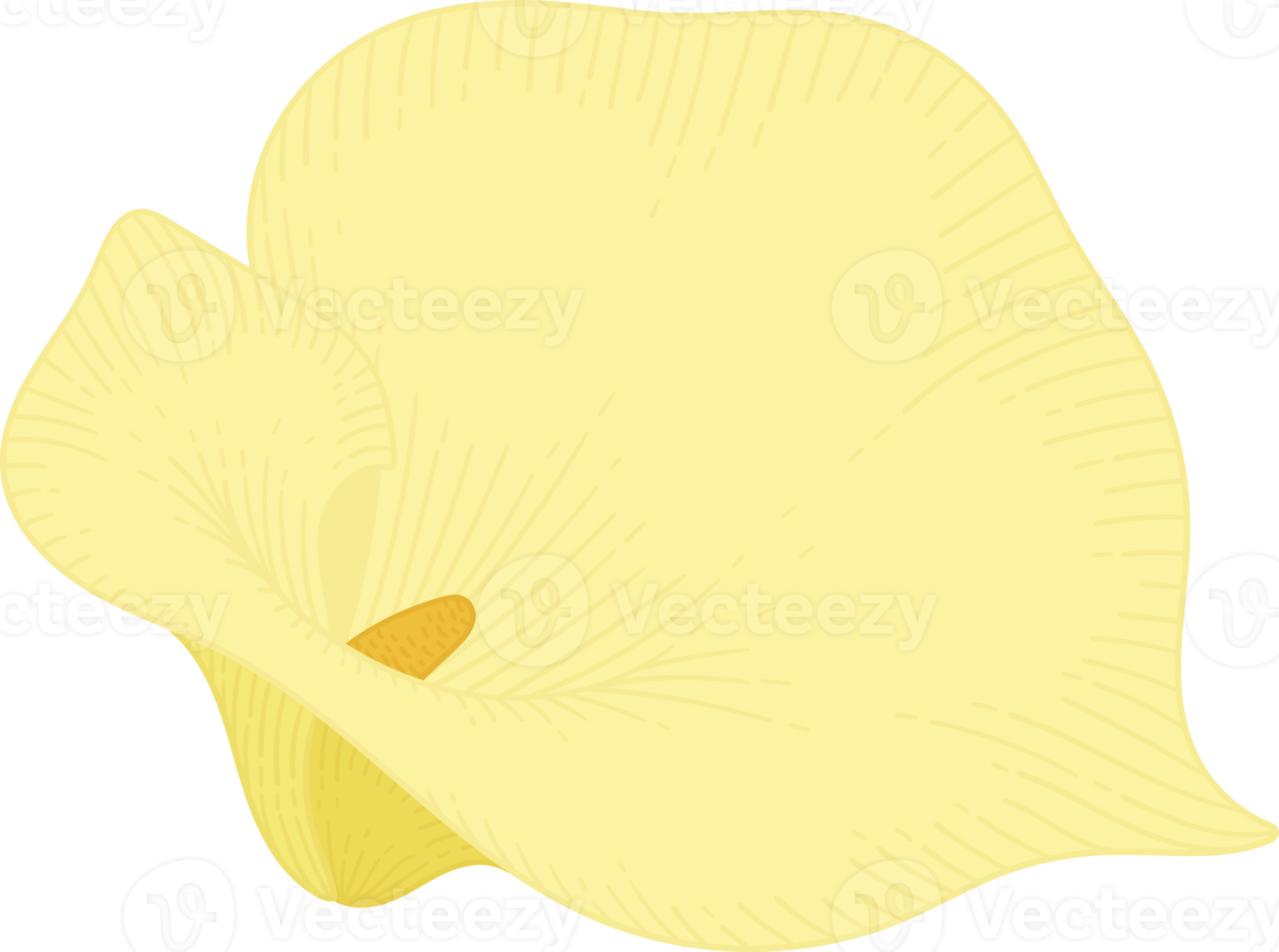 Yellow calla lily flower hand drawn illustration. png