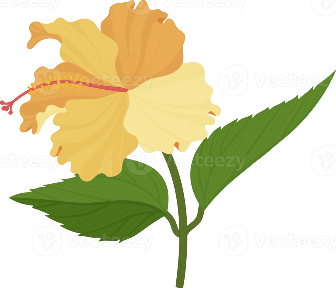 orange hibiskusblüte handgezeichnete illustration. png