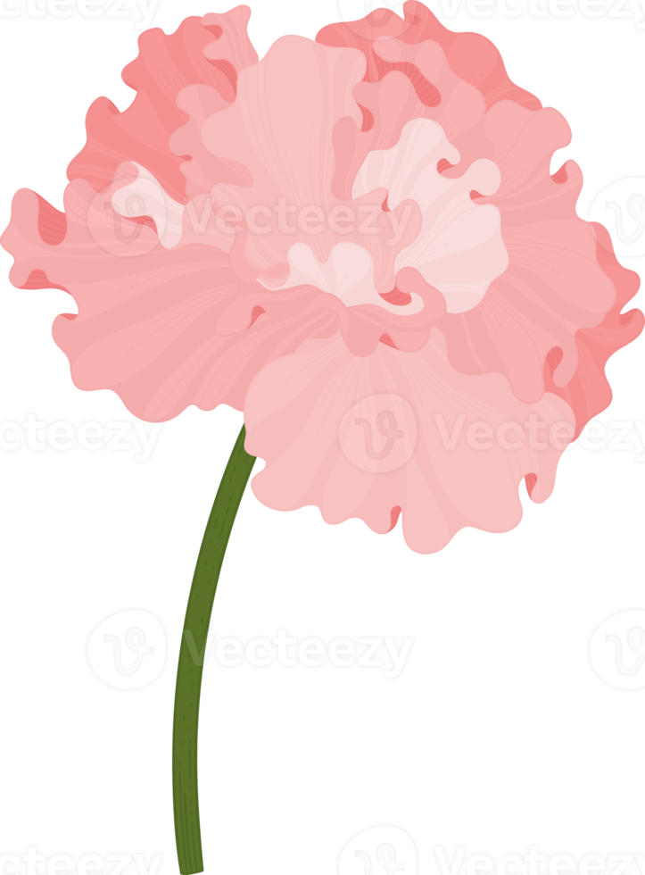 illustrazione disegnata a mano del fiore di ibisco rosa. png