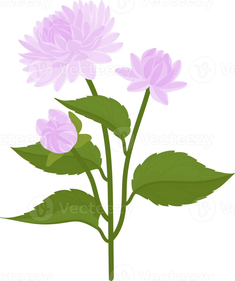 illustrazione disegnata a mano del fiore della dalia viola. png