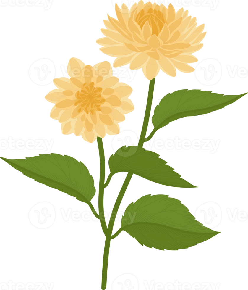 gelbe dahlie blume hand gezeichnete illustration. png