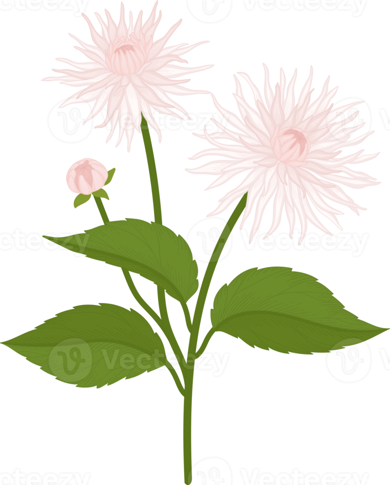 White dahlia flower hand drawn illustration. png