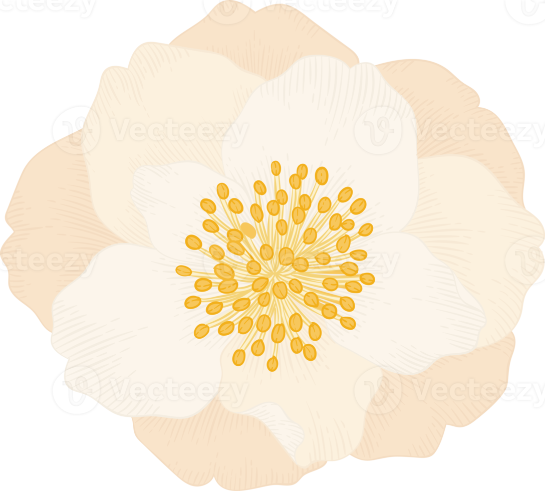 vit camellia blomma handritad illustration. png