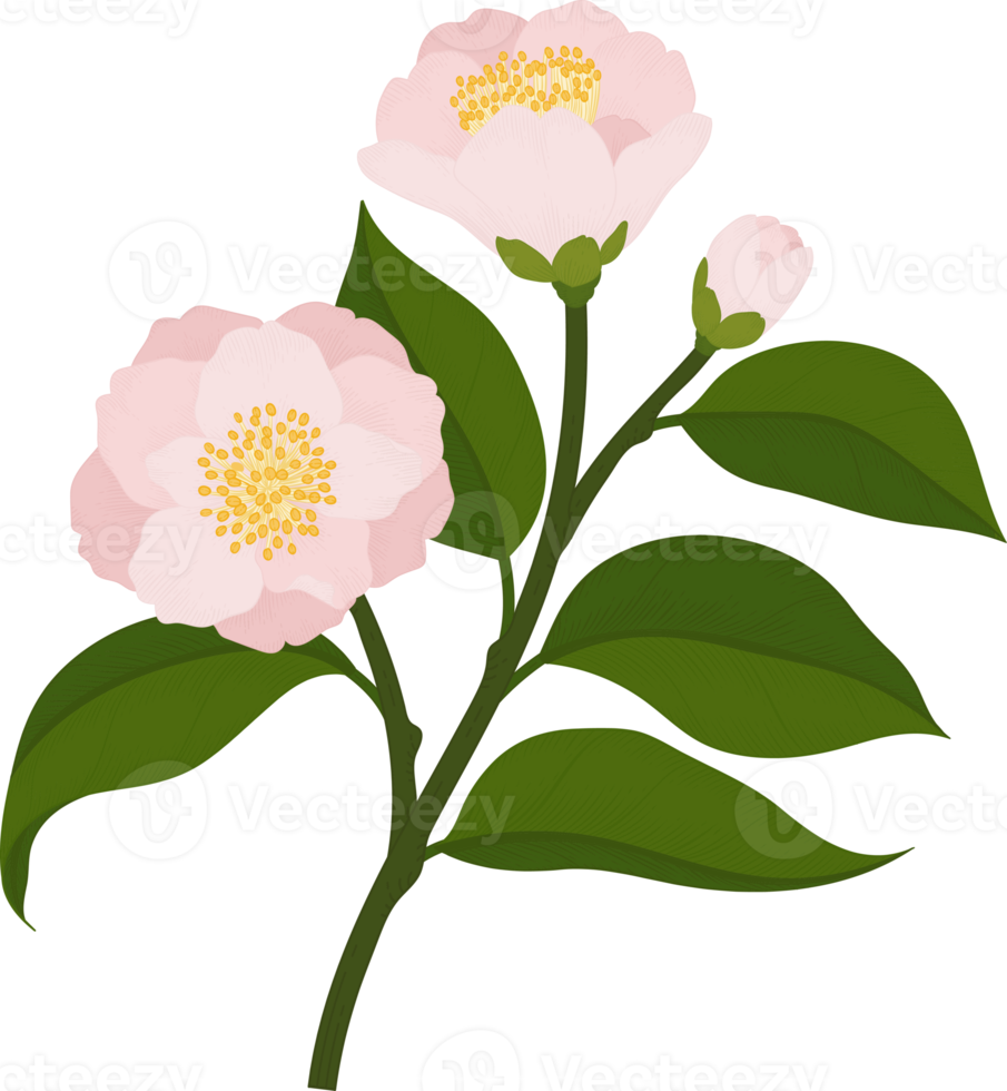 rosa camellia blomma handritad illustration. png