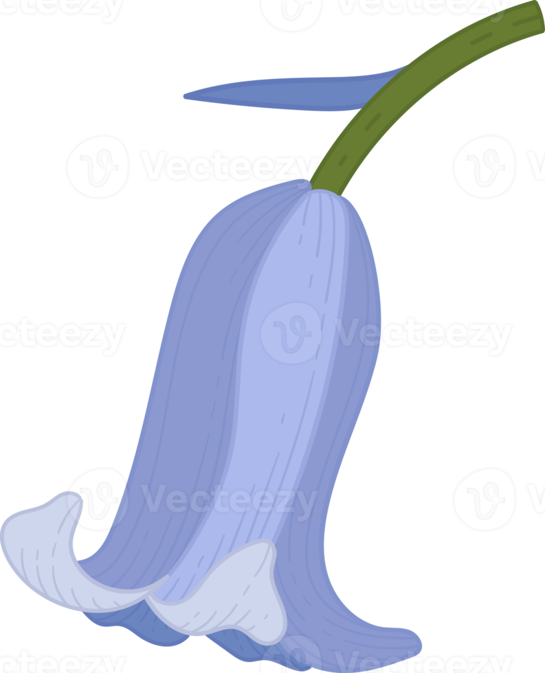 Bluebell flower hand drawn illustration. png