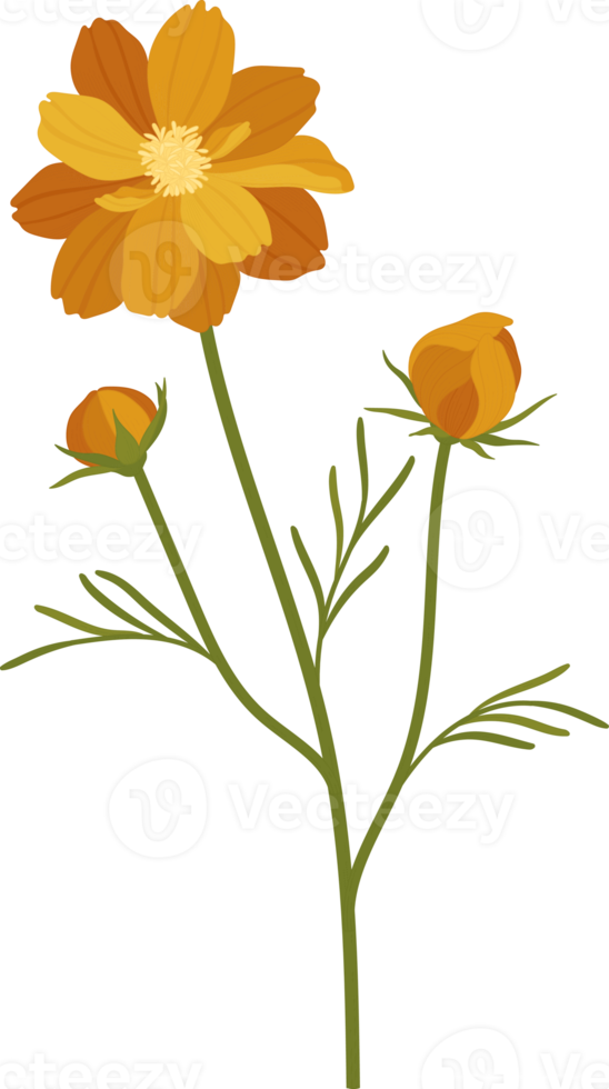 orange kosmos blomma handritad illustration. png