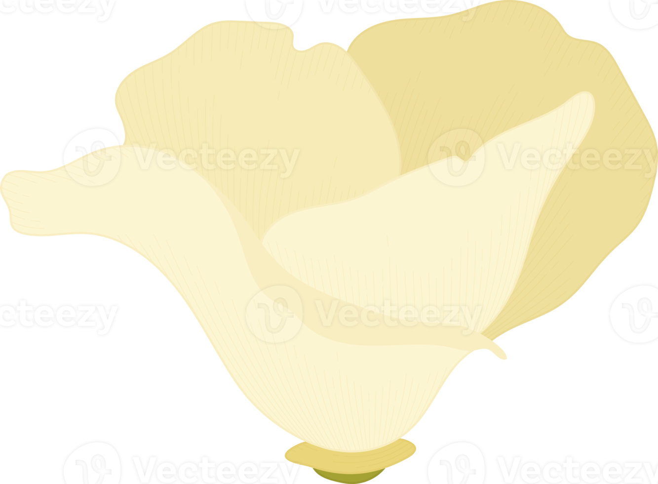 ilustração desenhada à mão de flor de papoula de Califórnia branca. png