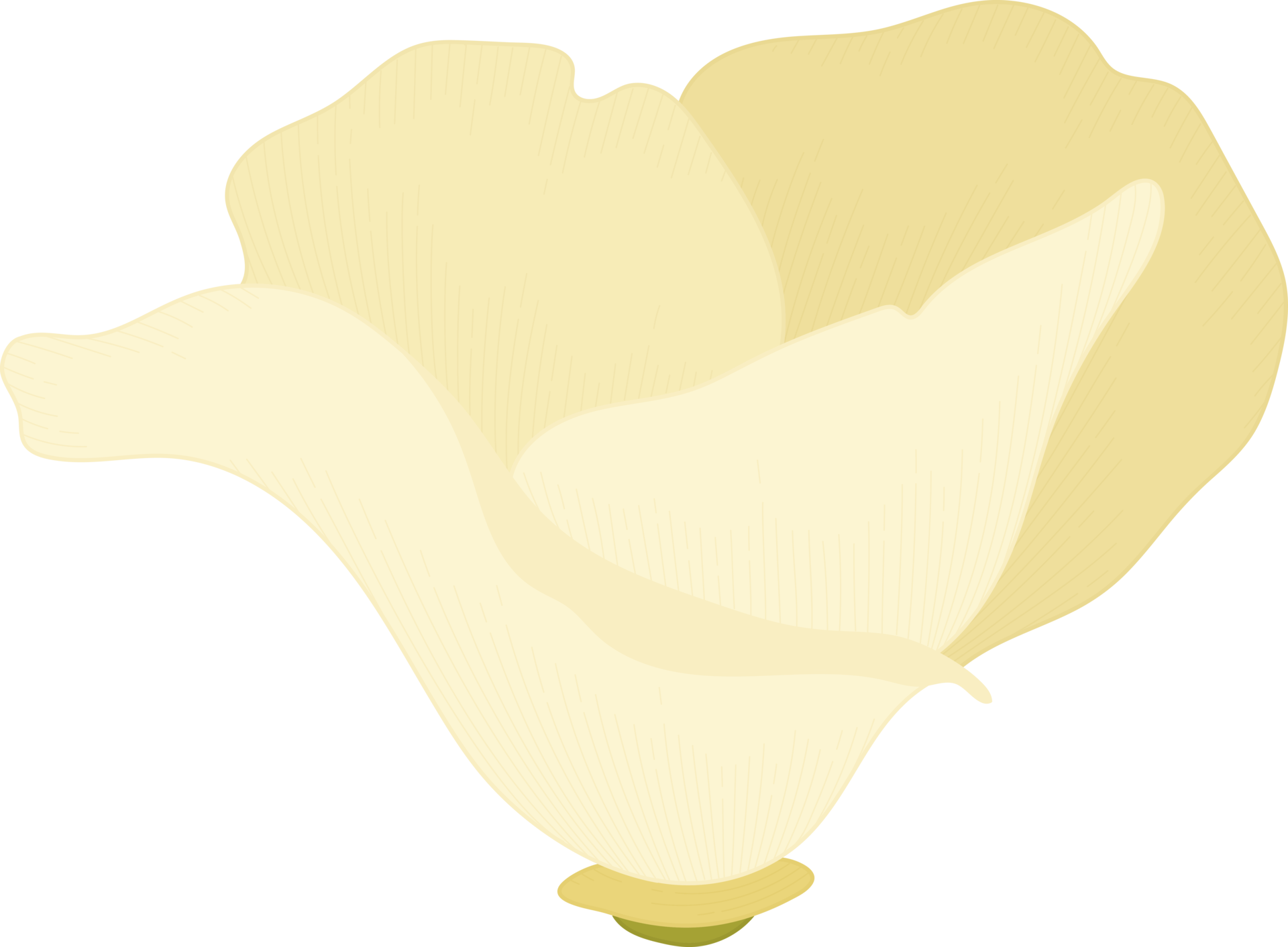 White california poppy flower hand drawn illustration. 10170766 PNG