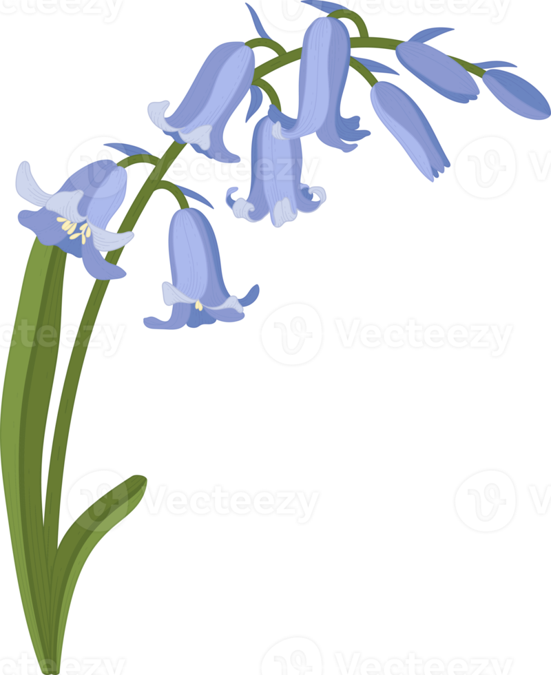 Bluebell flower hand drawn illustration. png