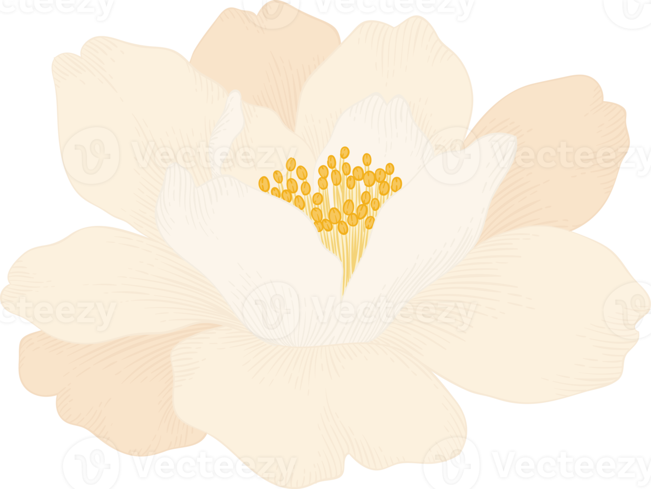 White camellia flower hand drawn illustration. png