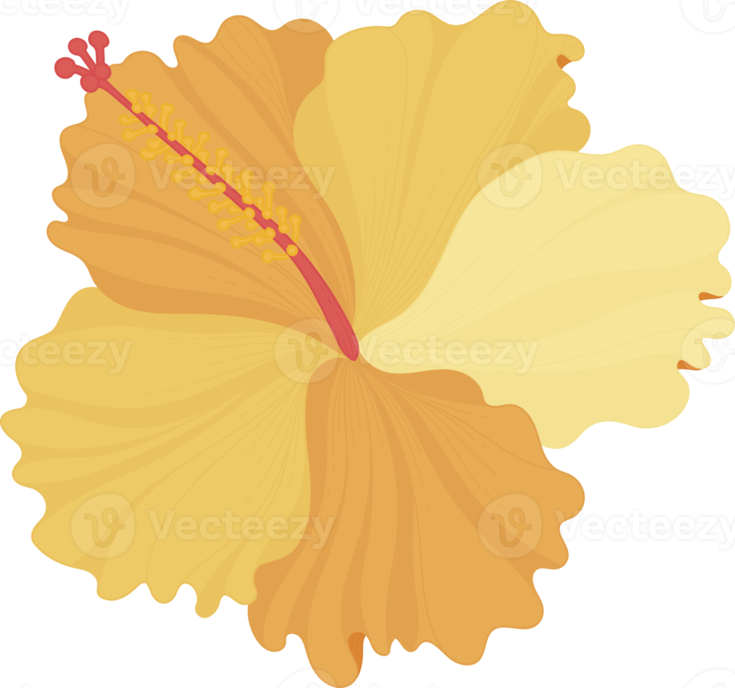 Orange Hibiscus flower hand drawn illustration. png