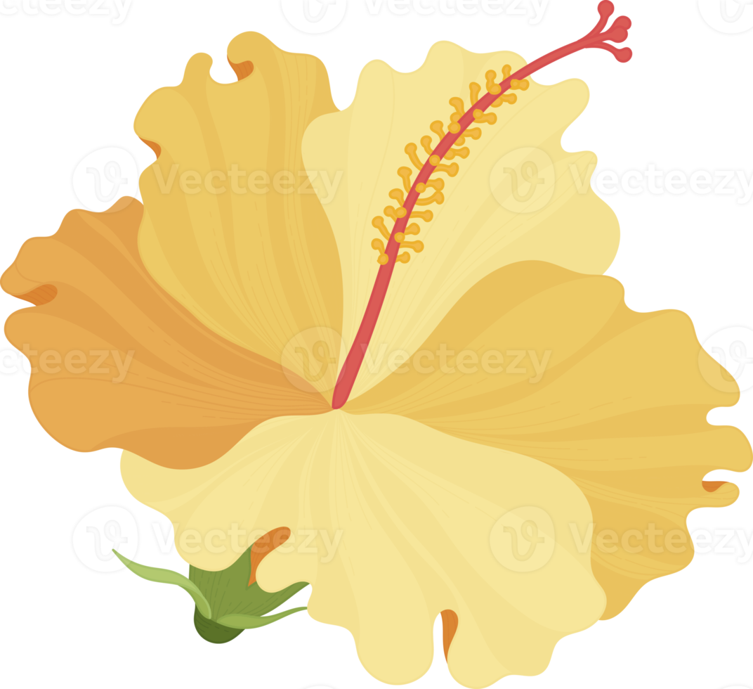 Orange Hibiscus flower hand drawn illustration. png