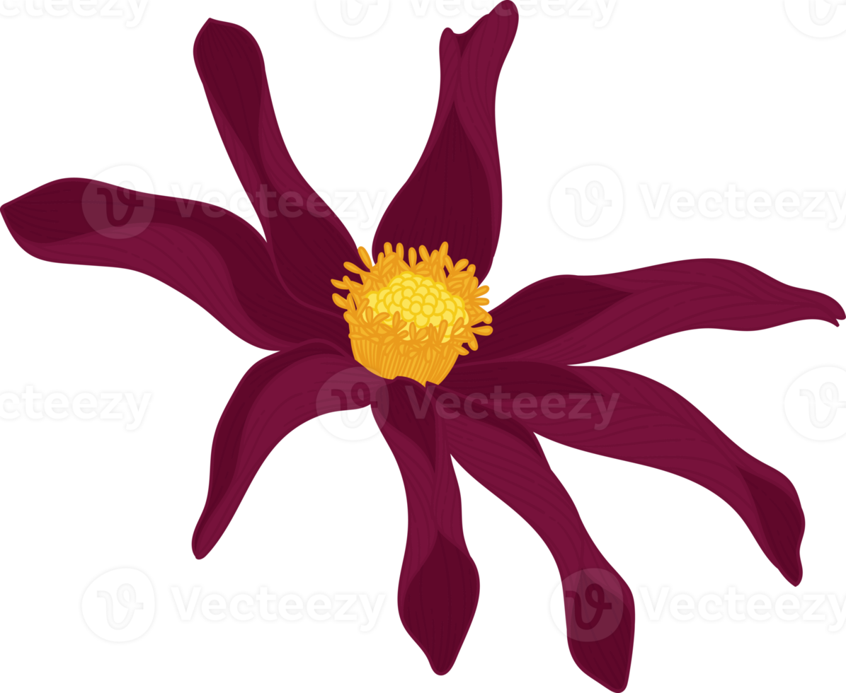 illustrazione disegnata a mano del fiore della dalia rosa scuro. png