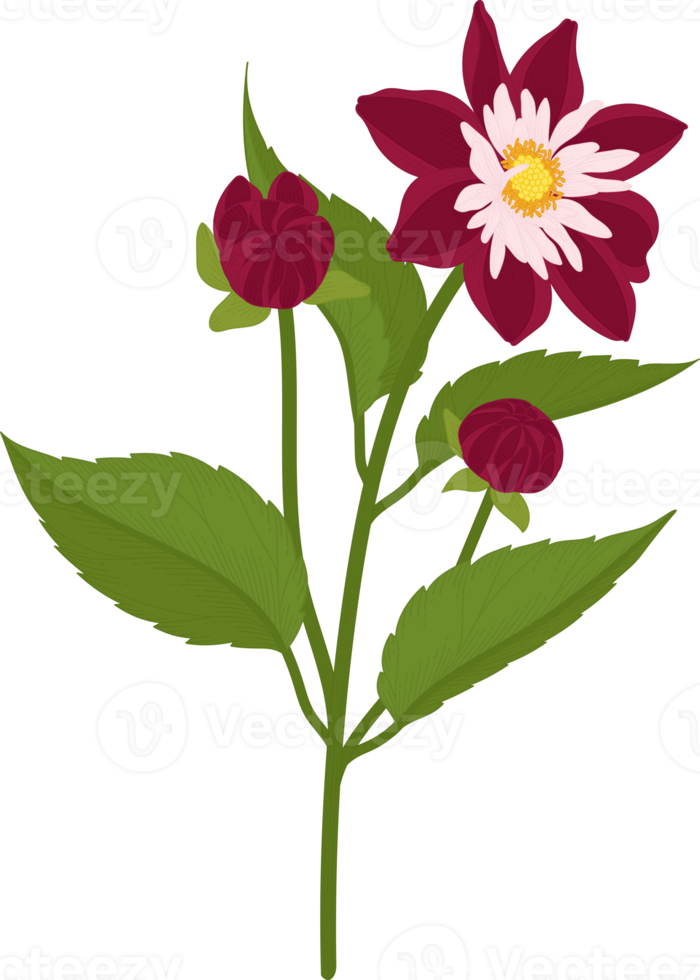 mörkrosa dahlia blomma handritad illustration. png