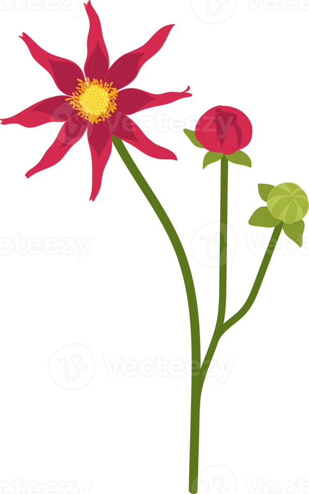 Red dahlia flower hand drawn illustration. png