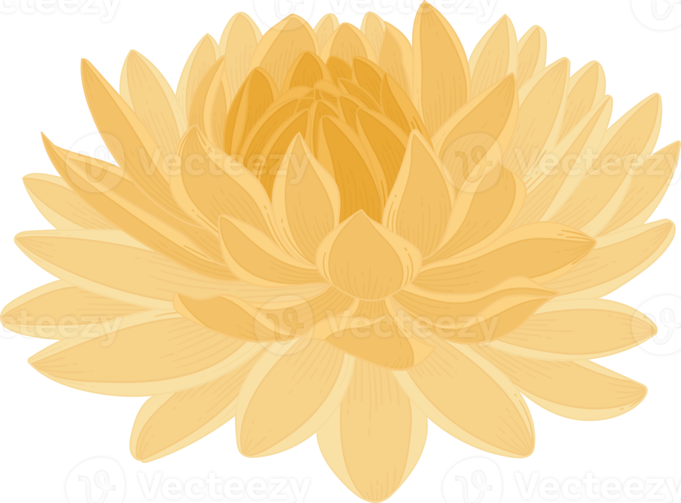 Yellow dahlia flower hand drawn illustration. png