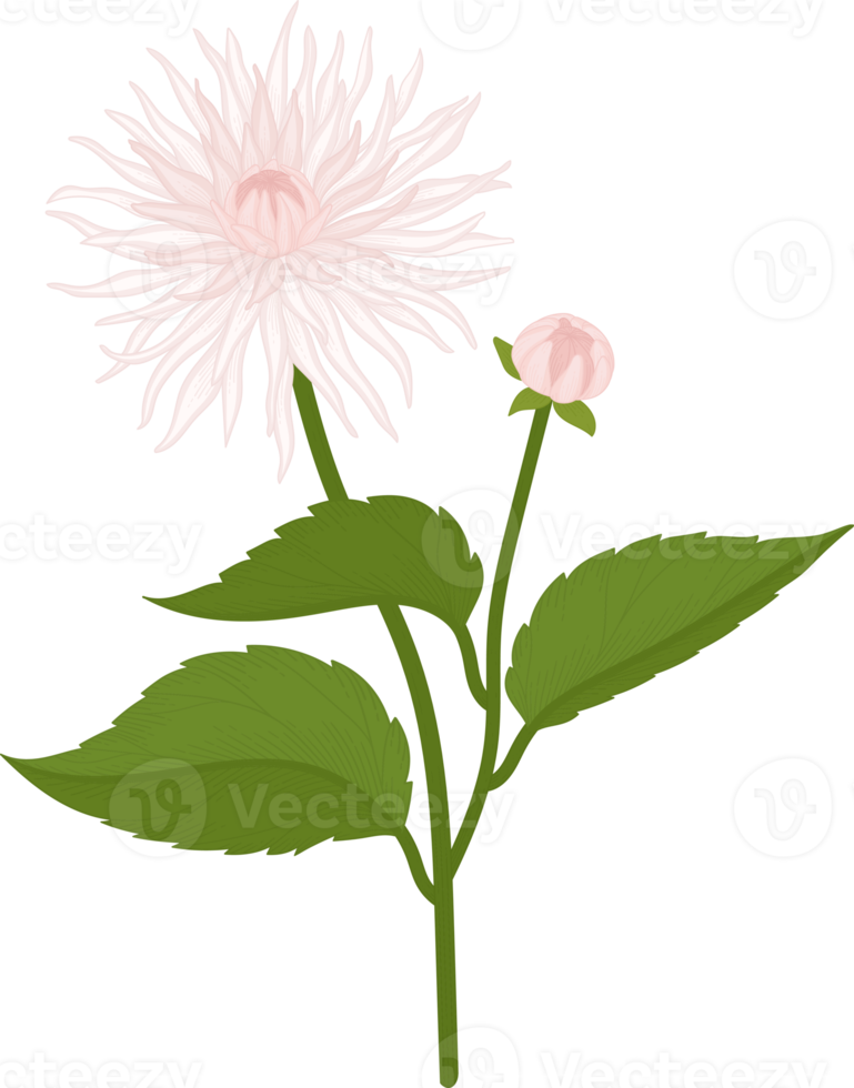 ilustração desenhada de mão flor dália branca. png