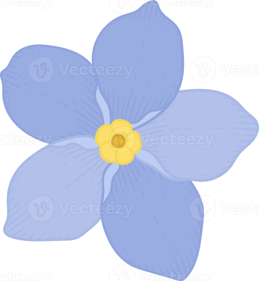 Blue forget me not flower hand drawn illustration. png