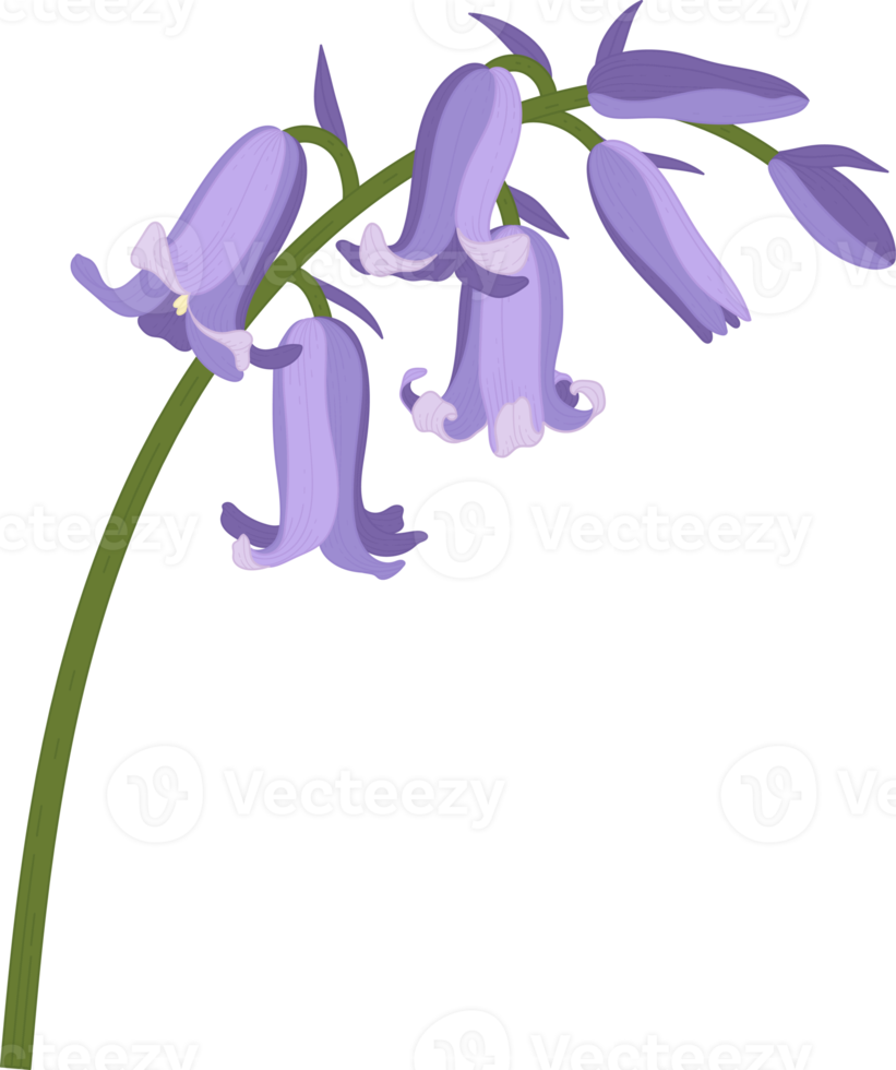 Bluebell flower hand drawn illustration. png