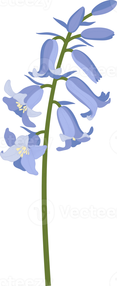 Bluebell flower hand drawn illustration. png