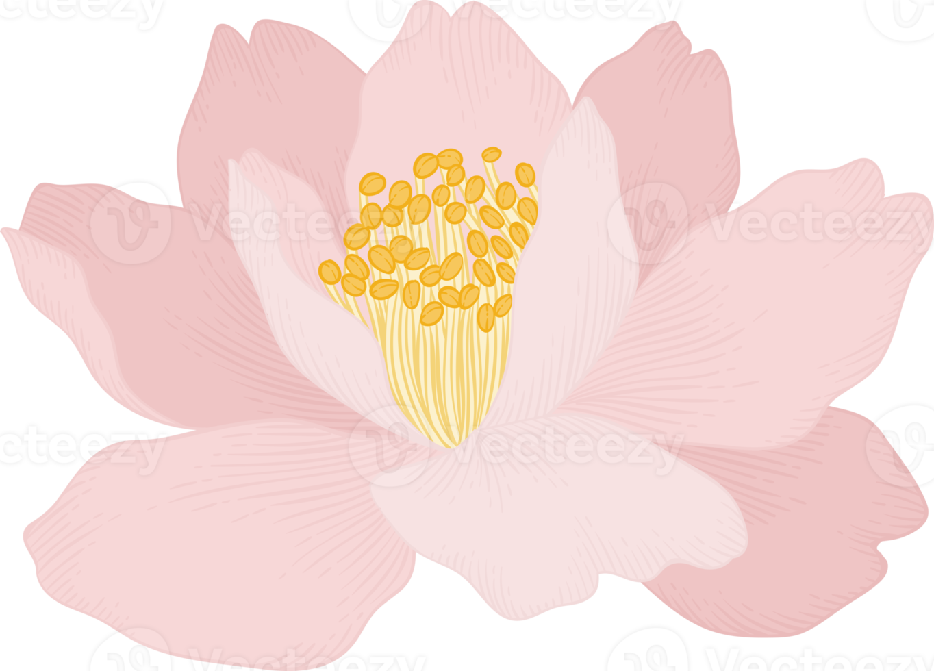 Pink camellia flower hand drawn illustration. png