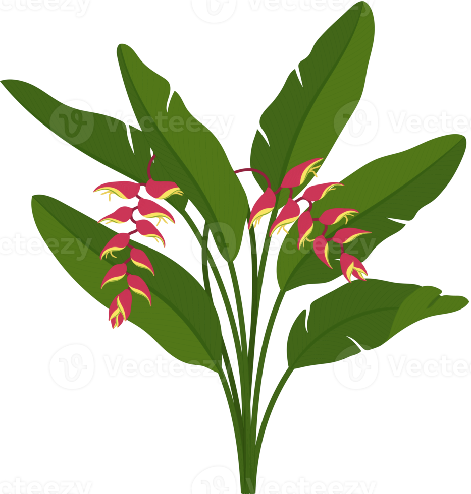 ilustração desenhada à mão da flor helicônia vermelha. png