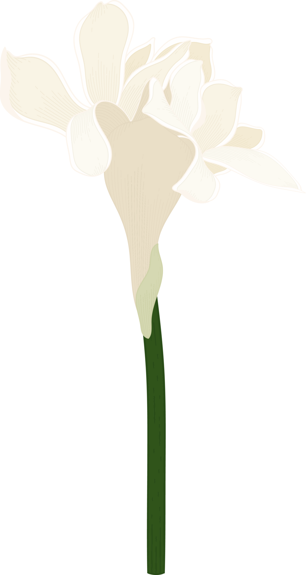 White Torch ginger flower hand drawn illustration. 10171086 PNG