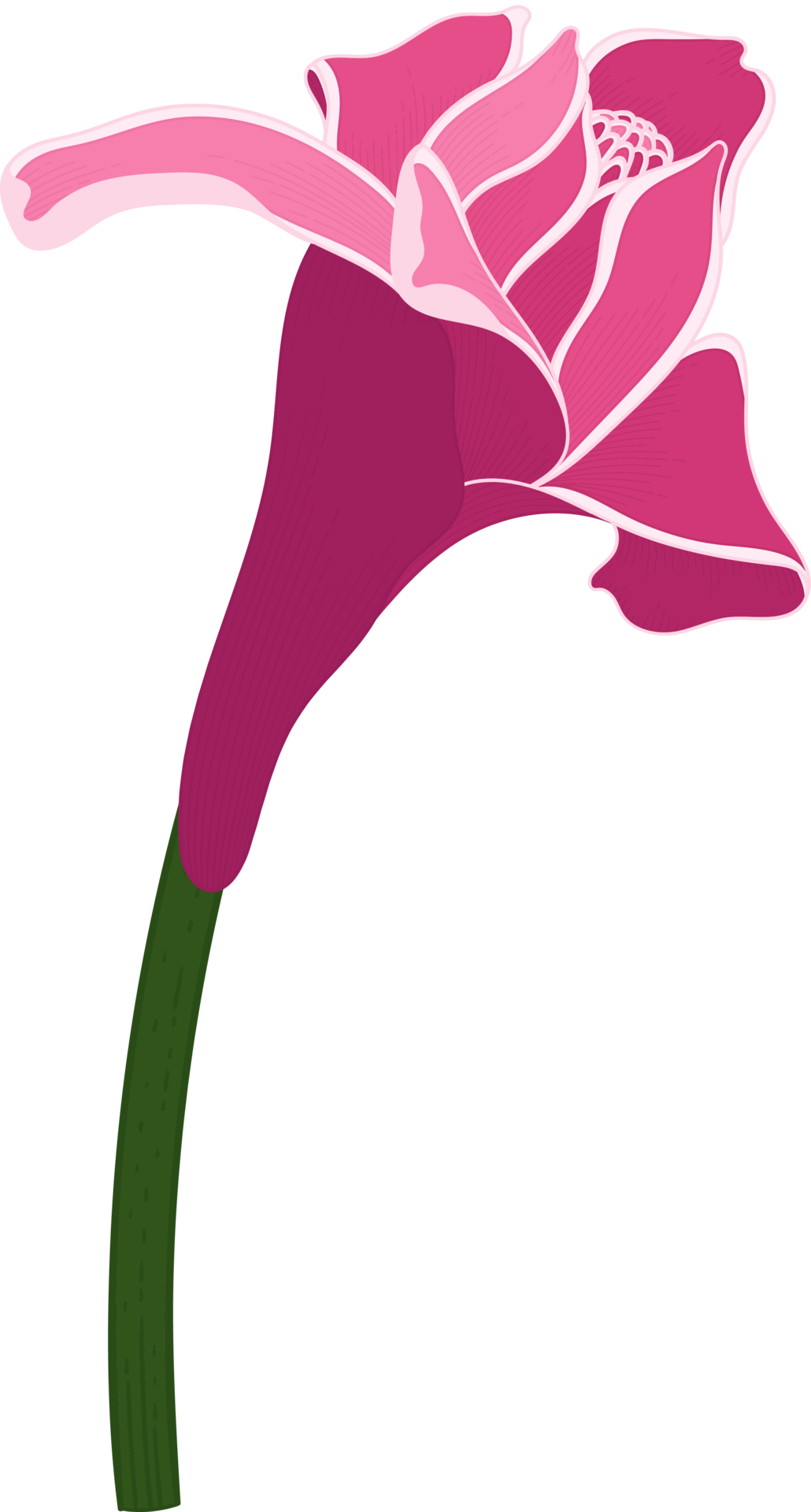 Red Torch ginger flower hand drawn illustration. 10171087 PNG