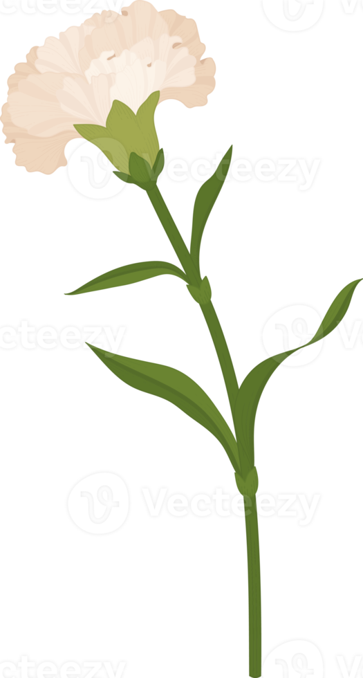 vit nejlika blomma handritad illustration. png